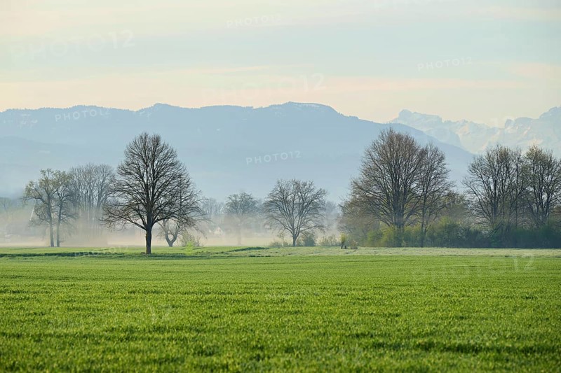Meadows and trees in the early morning mist, Reuss valley, Aristau, Freiamt, Canton Aargau, Switzerland