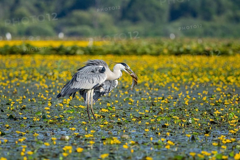Grey heron (Ardea cinerea) amidst flowering sea pots (Nymphoides peltata) Hungary