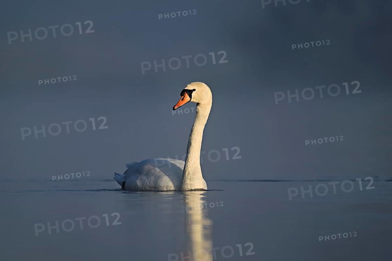 Mute swan (Cygnus olor), swimming in the morning light on the Flachsee, nature reserve, Reusstal, Freiamt, Canton Aargau, Switzerland