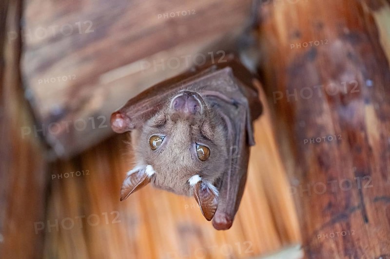 Funny bat, looks angry, conspiratorial, Kruger National Park, South Africa