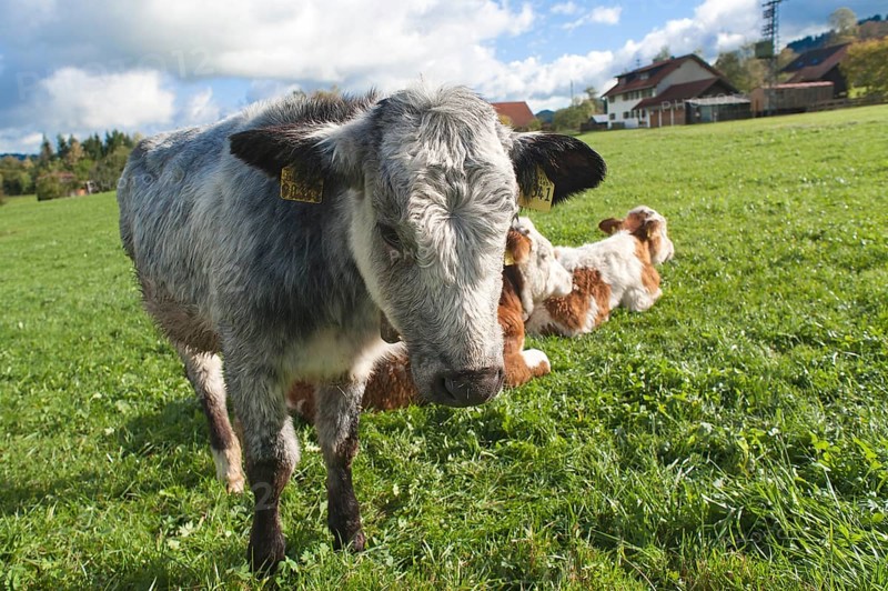 Young calves on the pasture, a grey-coloured calf looks into the camera, Weitnau, Allgäu, Bavaria, Germany, Public Ground
