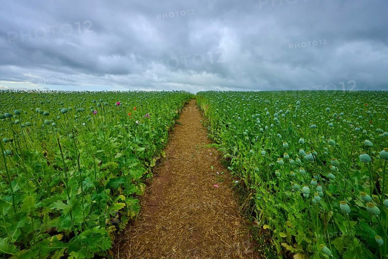 Opium poppy field (Papaver somniferum), with green poppy capsules and footpath, summer, Germerode, Geo nature park Park Frau-Holle-Land, Hoher Meissner, Hesse, Germany