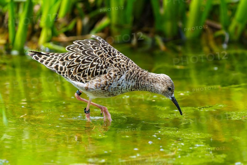 Bird foraging in the water between green vegetation, ruff (Calidris pugnax, Syn.: Philomachus pugnax), courtship display, France