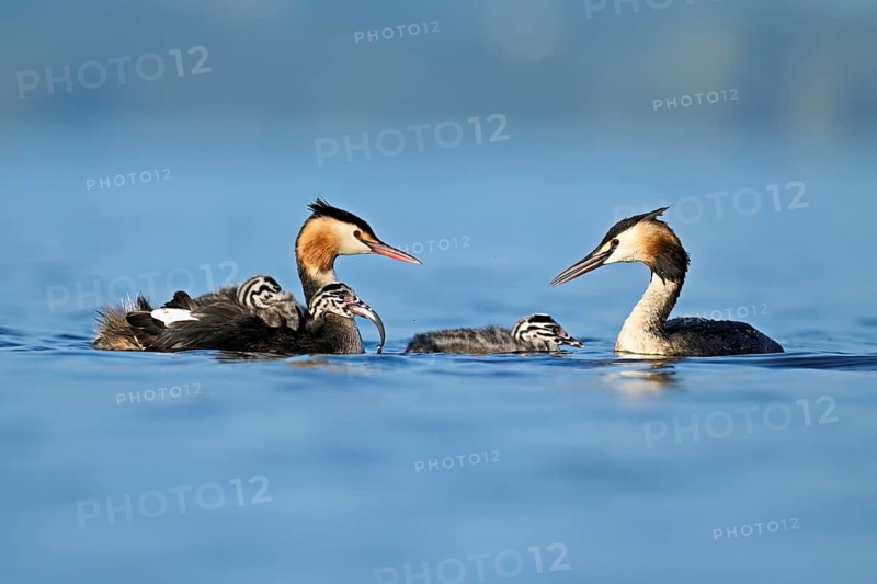 Great Crested Grebe (Podiceps Scalloped ribbonfish) pair feeding their offspring with fish, Lake Zug, Canton Zug, Switzerland