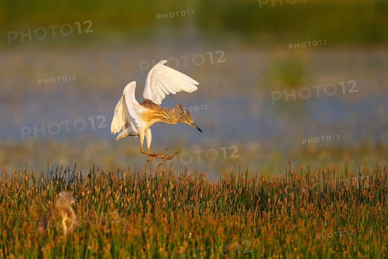 Squacco Heron (Ardeola ralloides) flying, Greece