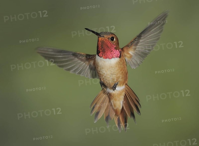 Rufous Hummingbird (Selasphorus rufus) male, British Columbia, Canada