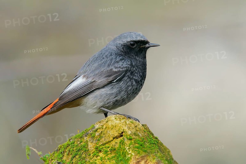 Black Redstart (Phoenicurus ochruros) male, Abruzzo, Italy