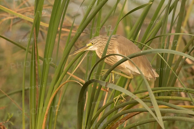 Squacco Heron (Ardeola ralloides), Gambia