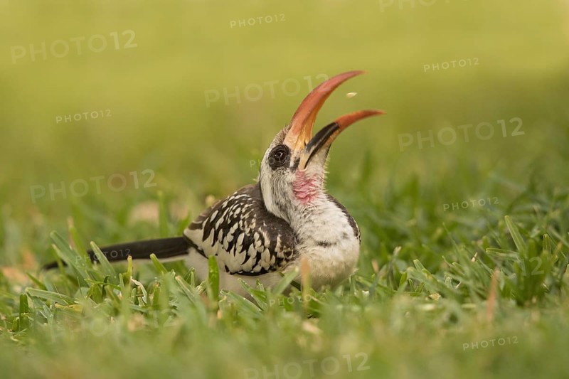 Western Red-billed Hornbill (Tockus kempi) eating peanut, Gambia