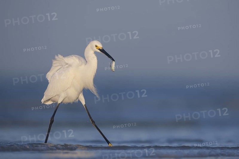 Snowy Egret (Egretta thula) with fish prey in beak, Florida, USA