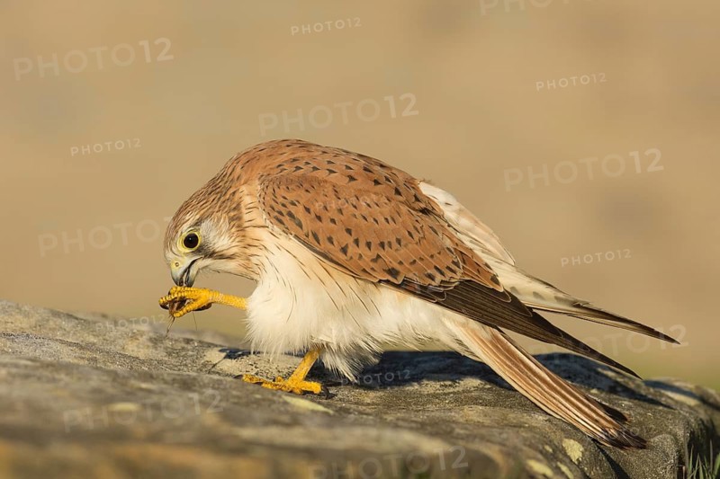 Nankeen Kestrel (Falco cenchroides), New South Wales, Australia