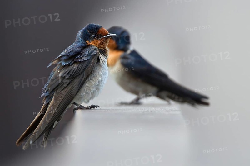 Pacific Swallow (Hirundo tahitica), Langkawi, Malaysia