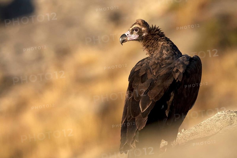 Cinereous Vulture (Aegypius monachus), Madrid, Spain
