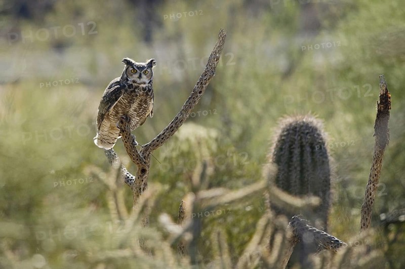 Great Horned Owl (Bubo virginianus), Arizona, USA