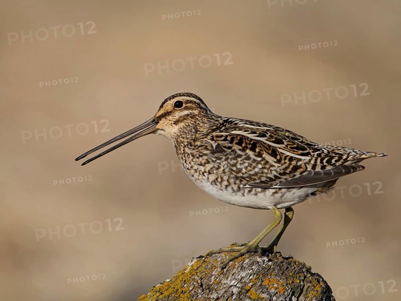 Common Snipe (Gallinago gallinago) perched on a rock, Iceland