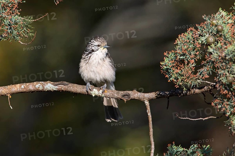 Striped Honeyeater (Plectorhyncha lanceolata), New South Wales, Australia