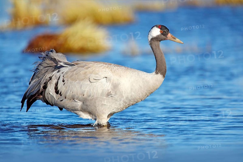 Common Crane, Grus grus, big bird in the nature habitat, Lake Hornborga, Sweden. Wildlife scene from Europe. Grey crane with long neck
