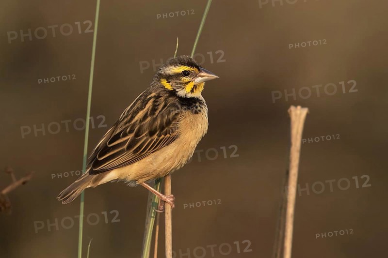 Black-breasted Weaver (Ploceus benghalensis) female, Darjeeling, India