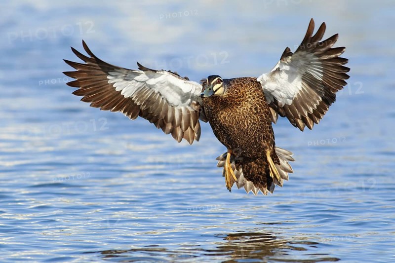 Pacific Black Duck (Anas superciliosa) flying, Victoria, Australia