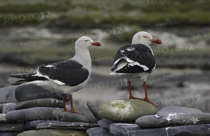 Dolphin Gull (Leucophaeus scoresbii), Falkland Islands