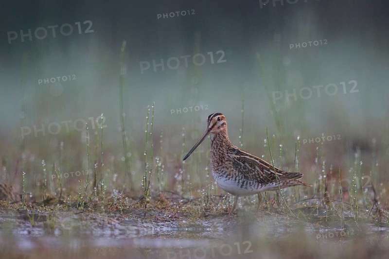 Common Snipe (Gallinago gallinago) foraging, North Rhine-Westphalia, Germany