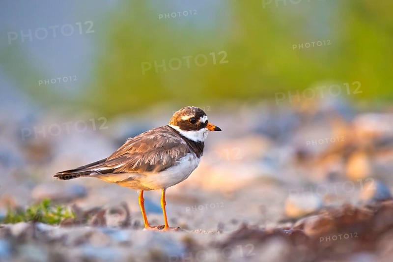 Common Ringed Plover (Charadrius hiaticula), Schleswig-Holstein, Germany