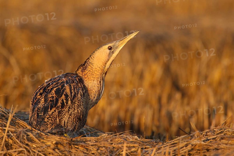 Eurasian Bittern (Botaurus stellaris), Lisbon, Portugal