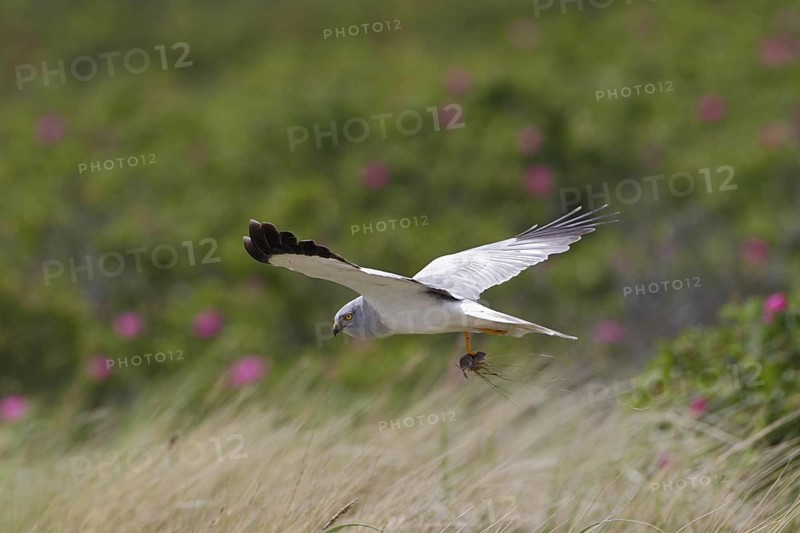 Kornweihe; lat. Circus cyaneus; adultes Männchen im Flug; mit Maus im Fang; am Dünenfuß mit blühenden Rosen; Ostaußengroden; der Ostfriesischen Insel Wangerooge; Nordsee