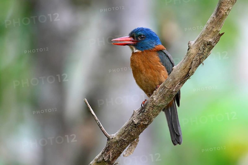 Green-backed Kingfisher (Actenoides monachus) male perched on a branch, Sulawesi Utara, Indonesia