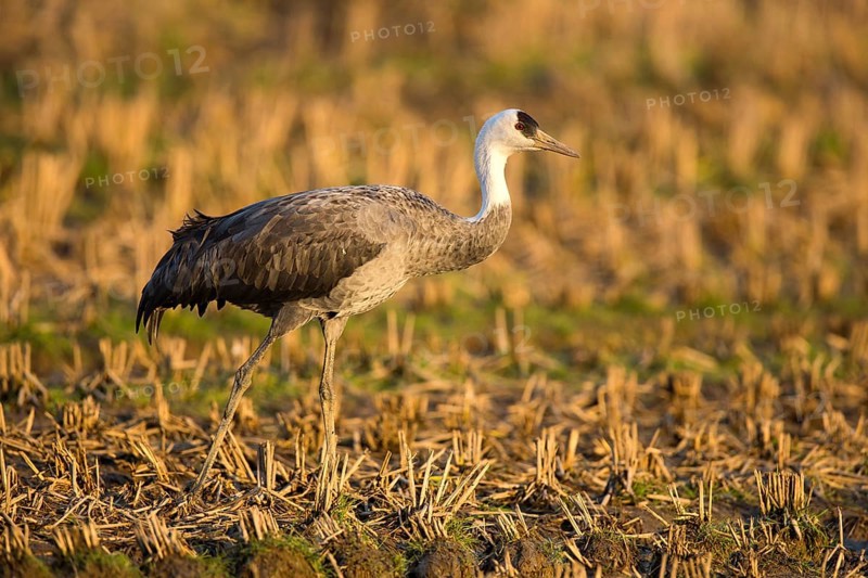 Hooded Crane (Grus monacha) on field, Arasaki, Japan