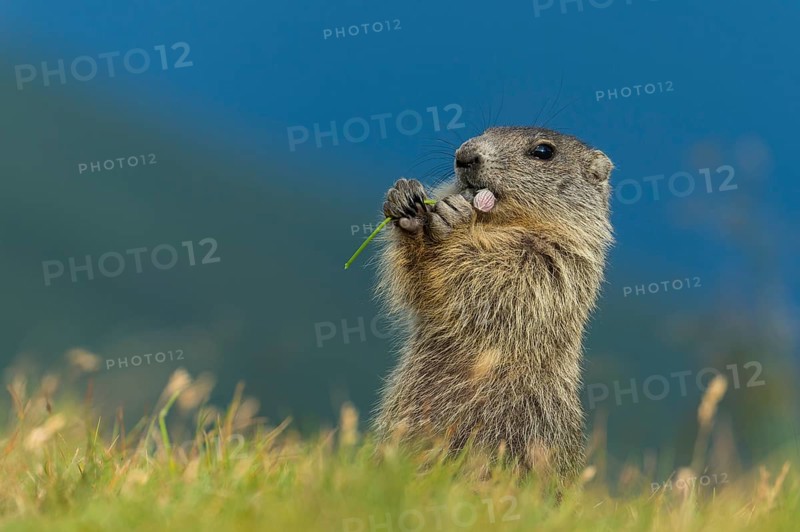 Alpine Marmot (Marmota marmota) juvenile foraging, High Tauern National Park, Carinthia, Austria