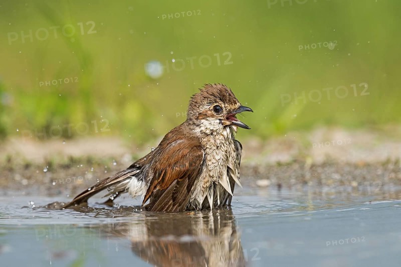 Red-backed Shrike (Lanius collurio) female bathing, Aosta Valley, Italy