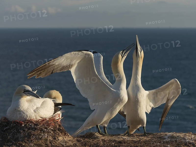 Northern Gannet (Morus bassanus) pair displaying, Schleswig-Holstein, Germany