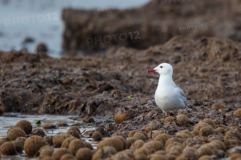Audouin's Gull (Ichthyaetus audouinii), Mallorca, Spain