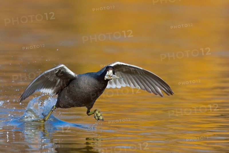 American Coot Fulica americana Gilbert Water Ranch, Gilbert, Arizona, United States 17 January Adult carrying fish and running on water. Rallidae
