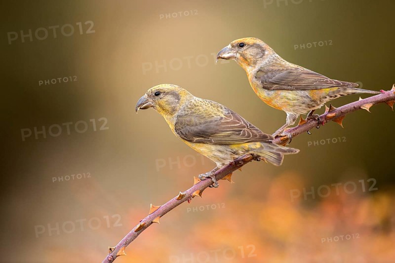 Red Crossbill (Loxia curvirostra) pair perched on a branch, Aragon, Spain