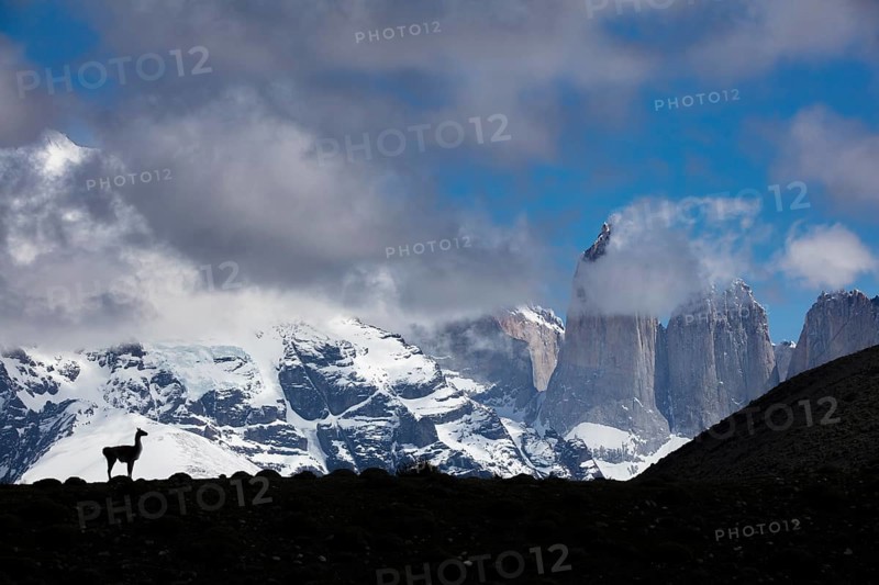 A guanaco against the famed mountains in Torres del Paine National Park, Chile
