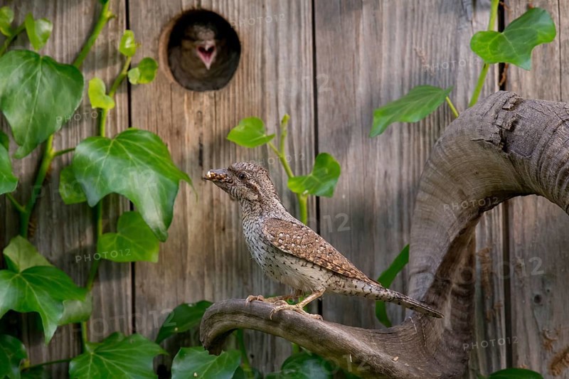 Eurasian Wryneck (Jynx torquilla) at nesting box, Saxony, Germany