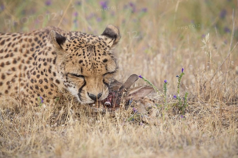 Cheetah (Acinonyx jubatus) feeding on rabbit carcass, Spain