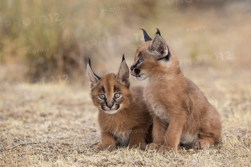Caracal (Caracal caracal) two cubs, Castile-La Mancha, Spain