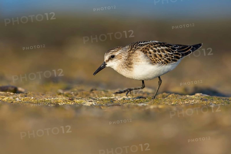 Little Stint (Calidris minuta) foraging, Poland