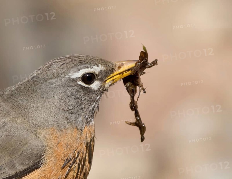 American Robin, Turdus migratorius, collecting nesting material in Saskatoon, Saskatchewan, Canada