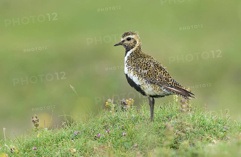 European Golden Plover (Pluvialis apricaria) male on a meadow, Iceland