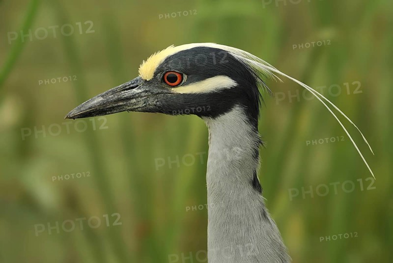 Yellow-crowned Night Heron (Nyctanassa violacea), Texas, USA