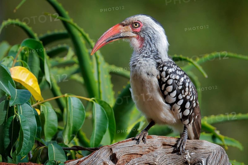Southern Red-billed Hornbill, Tockus leucomelas, bird with big bill in the nature habitat with evening sun, sitting on the branch in Moremi, Okavango delta, Botswana