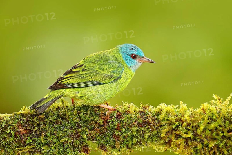 Female of Blue Dacnis, Dacnis cayana, exotic tropic blue tanager with red head, Costa Rica. Blue and green songbird in nature habitat. Beautiful blue exotic tropic bird. Beautiful bird from forest