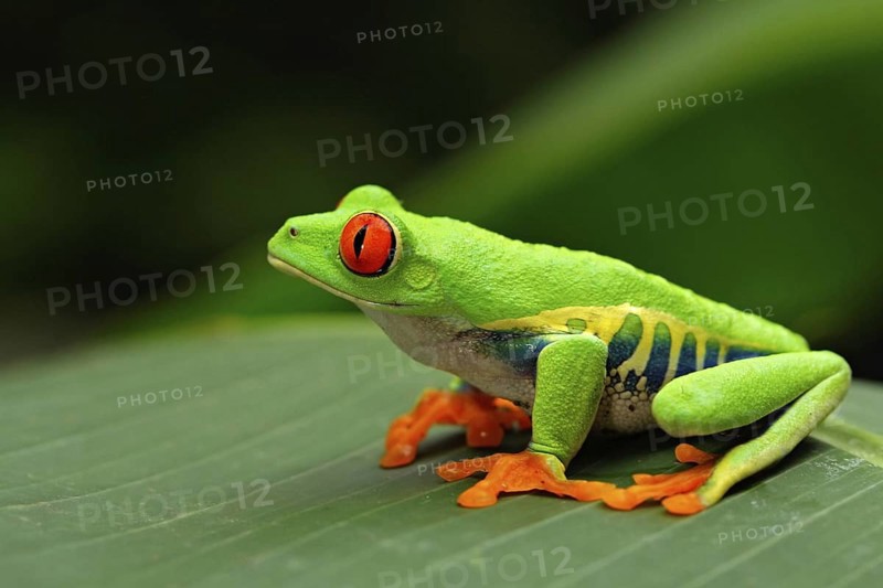 Red-eyed Tree Frog, Agalychnis callidryas, Costa Rica