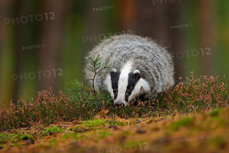 Wild Badger, Meles meles, animal in wood. European badger, autumn pine green forest. Mammal environment, rainy day. Badger in forest, animal nature habitat, Germany, Europe. Wildlife wood scene