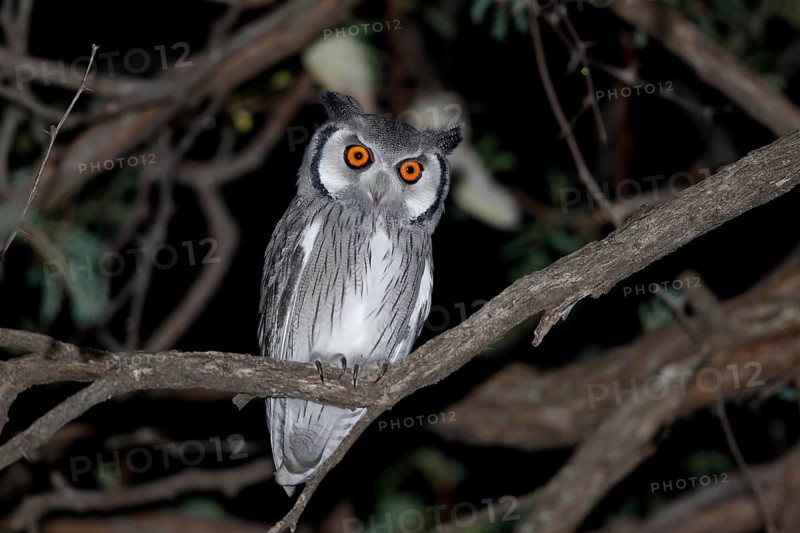 Southern White-faced Owl, Ptilopsis granti, Botswana, Chobe NP