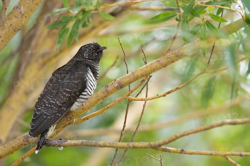 Common Cuckoo (Cuculus canorus) juvenile near the nest of an Eurasian Reed Warbler, Saxony-Anhalt, Germany